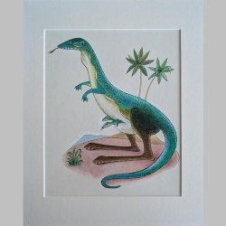 Willi Hertlein | Echsenkangaroo